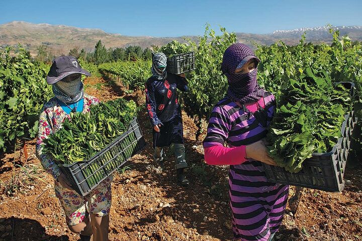 کشاورزان سوریه 6