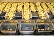 ماجرای صادرات سیب‌زمینی به ترکمنستان و برگشت ۵۰ تنی از ازبکستان