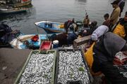 ماهیگیری فلسطینی‌ها در نوار غزه