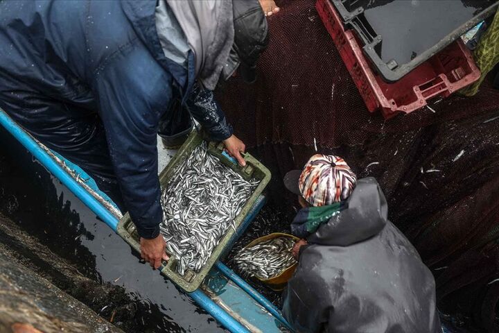 ماهیگیری فلسطینی ها 4