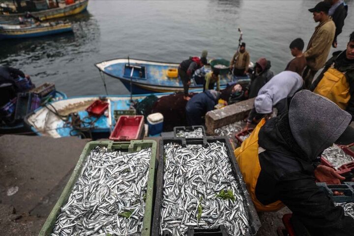 ماهیگیری فلسطینی ها 5