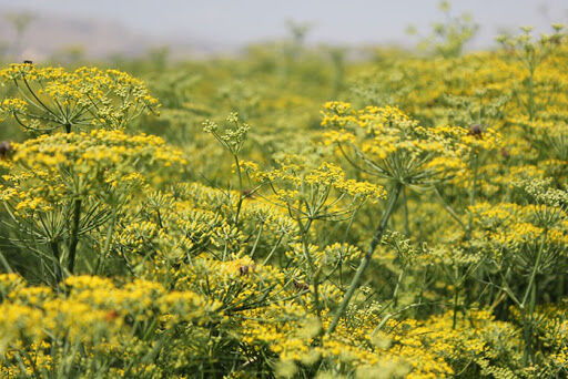 همدان، رتبه نخست در تولید رازیانه کشور