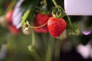 تجلی اقتصاد مقاومتی در کاشت توت فرنگی ارگانیک توسط زوج نهاوندی