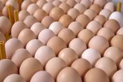 ۲۵ تن تخم‌مرغ نیاز خراسان شمالی از استان‌های هم‌جوار تأمین می‌شود