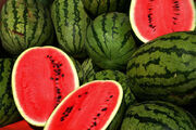 ۱۲۰ هزار تن هندوانه در شب یلدا توزیع می‌شود
