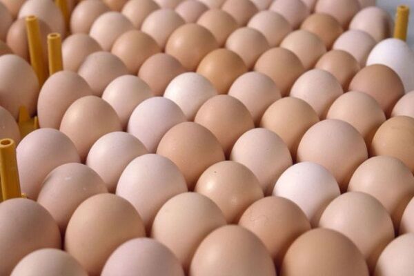 تولید تخم مرغ در زنجان به ۲۱ تن می رسد