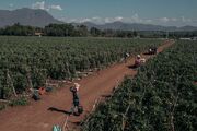 برداشت گوجه فرنگی در مکزیک