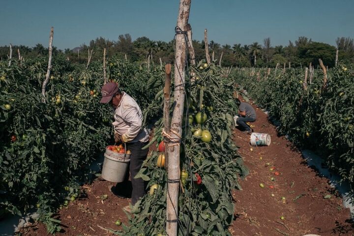 برداشت گوجه در مکزیک 3