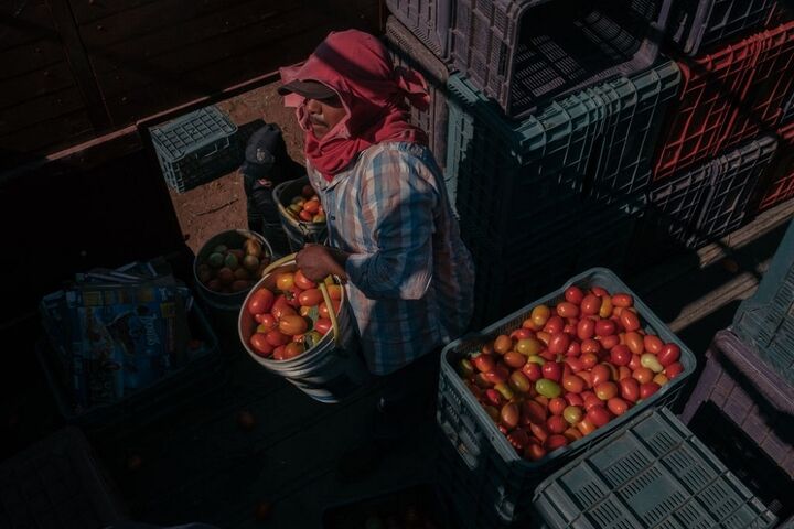 برداشت گوجه در مکزیک 4