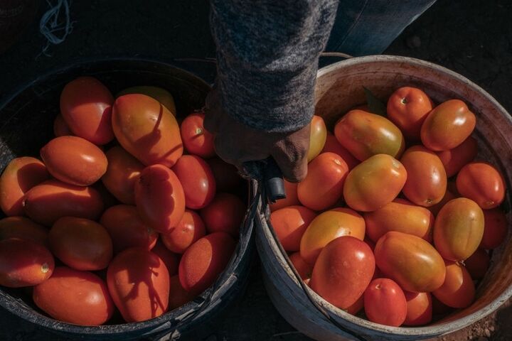 برداشت گوجه در مکزیک 5