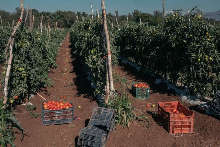برداشت گوجه در مکزیک 9
