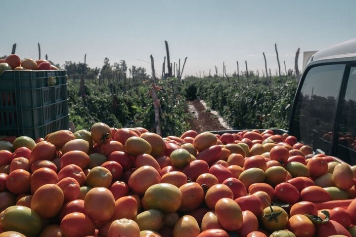 برداشت گوجه در مکزیک 11