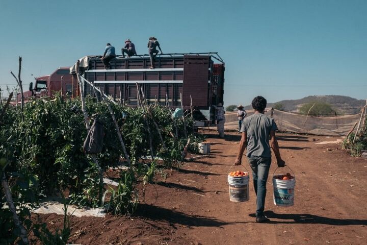 برداشت گوجه در مکزیک 12