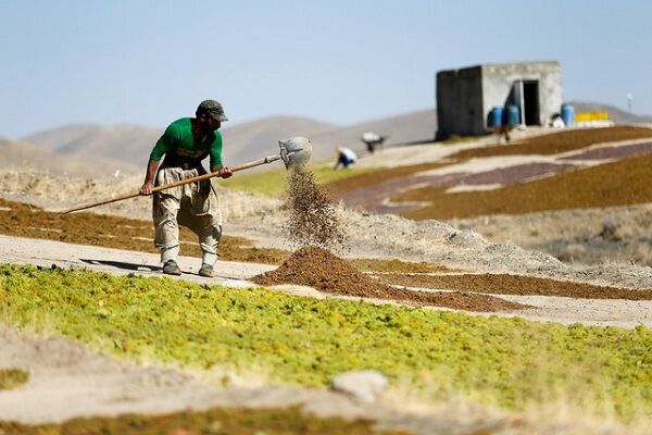 مصائب تولید کشمش در قزوین| گیر و دار صادرات و بازار فروش