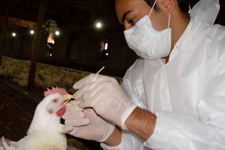  هیچ مورد آنفولانزای فوق حاد پرندگان در انسان گزارش نشده است