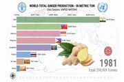 هند، برترین کشور تولیدکننده زنجبیل