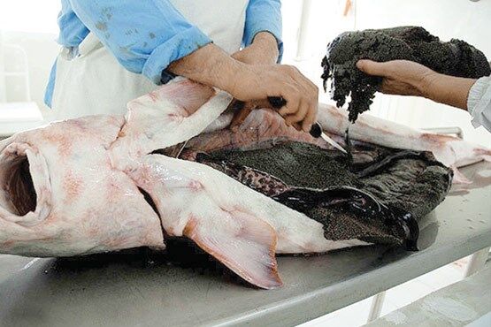 صید ماهیان خاویاری در کویر قم| ظرفیت اقتصادی که نیاز به حمایت دارد 