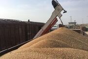 ۸۵ هزار تن گندم در گیلان ذخیره سازی شده است