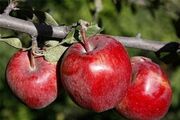 ۱۸۰ هزار تن سیب مازاد بر مصرف در اصفهان تولید می‌شود| کمبود کارگر برای برداشت محصول