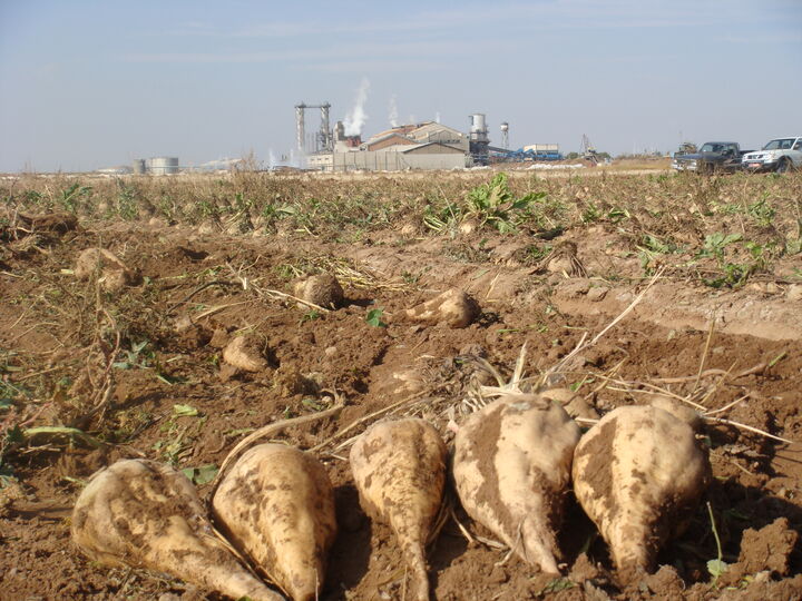  ۵۰ هزار تن چغندر قند در مزارع کشاورزی استان قزوین تولید شد