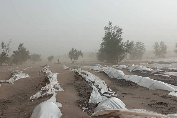 محصولات کشاورزی جنوب کرمان زیر شن مدفون شد