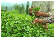 تولید برگ سبز چای در گیلان به ۱۳۰ هزار تن رسید