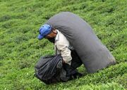 کشاورزان باغات چای را رها می کنند| سود کارخانه ها در هر کیلو چای ۸ هزار تومان