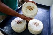 کارخانه تولید پنیر در استرالیا