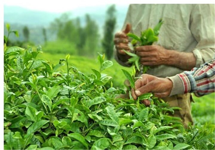  تولید برگ سبز چای در گیلان به ۱۳۰ هزار تن رسید