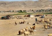 عشایر و دامداران استان ایلام مجبور به فروش دام های خود به دلالان هستند