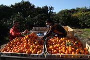 برداشت پرتقال در غزه