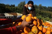 ۳۵ هزار تن میوه پرتقال و نارنگی از باغات کهگیلویه و بویراحمد برداشت می شود