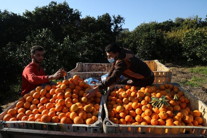 برداشت پرتقال در غزه 1