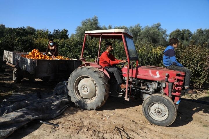 برداشت پرتقال در غزه 3