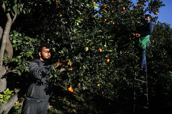 برداشت پرتقال در غزه 4