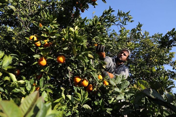 برداشت پرتقال در غزه 6