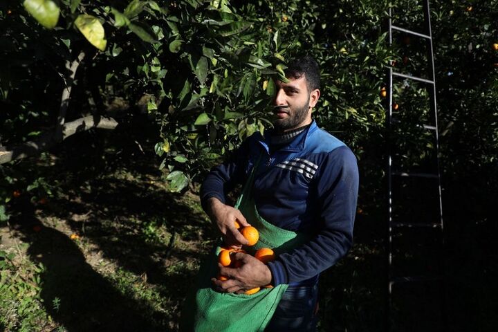 برداشت پرتقال در غزه 10