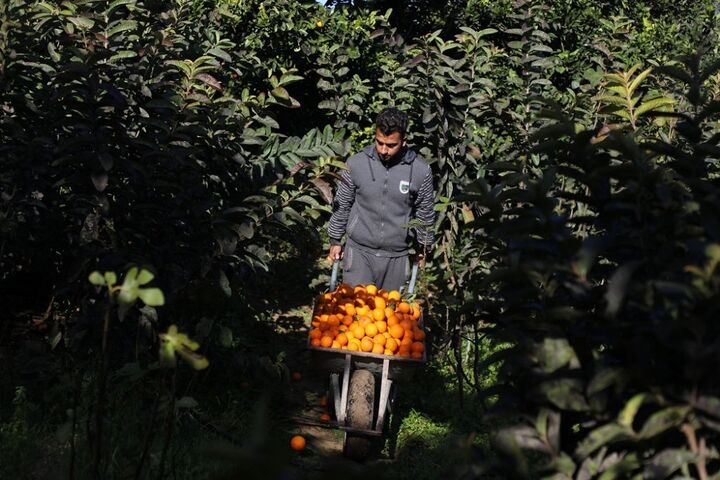 خطر بروز خسارت در باغات مازندران بر اثر سرمازدگی