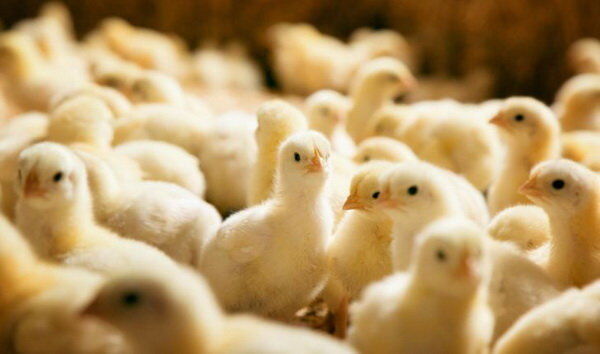 جهش تولید مرغ حریف «نرخ ارز» نشد | دستور وزیر ۲ درصد از قیمت کاست