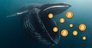 نهنگ ارز دیجیتال چیست؟ بررسی میزان دارایی نهنگ ها