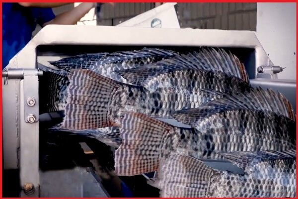 هرآنچه که لازم است در مورد پرورش ماهی تیلاپیا بدانید