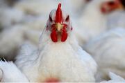 ۳ هزار و ۳۰۰ مرغ زنده قاچاق در کرمان کشف شد