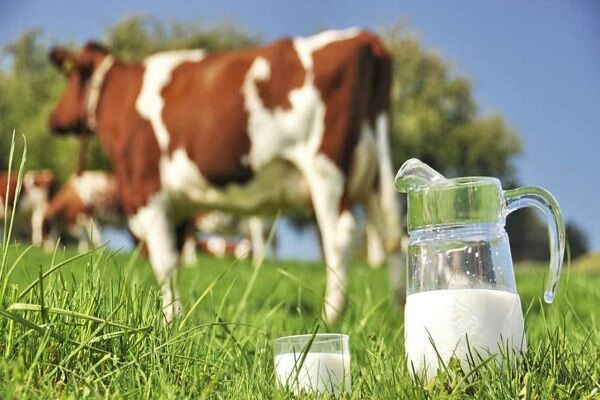 خام فروشی ۶۰ تن شیر در خراسان‌جنوبی/ صنایع فرآوری شیر نیاز به حمایت دارند