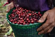 برداشت قهوه در مکزیک