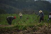 کاشت نیشکر در مکزیک