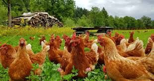 ارزش ۷.۶۷ میلیارد دلاری بازار طیور ارگانیک در سال ۲۰۲۱ | تولید مرغ ارگانیک در ایران ادعایی کذب است