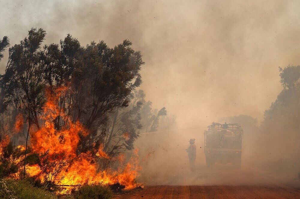 آب دادن به لاک پشتی که از آتش سوزی جنگل های مریوان نجات پیدا کرد