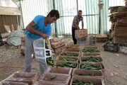 امپراتوری خیار در پهنه بازار| بازرس گلخانه‌داران: تغییرات اقلیمی خیار را گران کرد