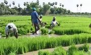 قیمت برنج و محصولات کشاورزی پر مصرف رشد می‌کند