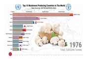 چین برترین تولیدکننده قارچ در جهان